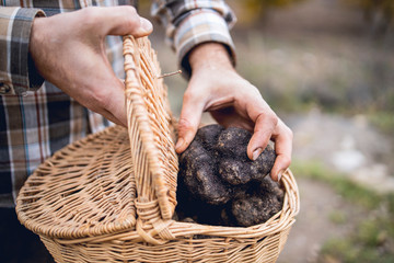 A caucasian man shows some black truffles recently recollected.