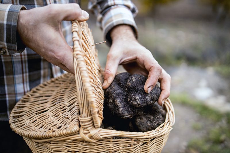 A caucasian man shows some black truffles recently recollected.