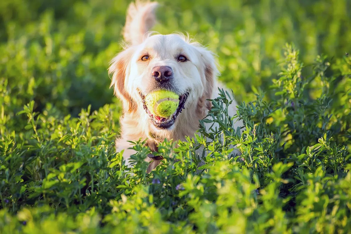 dog with ball
