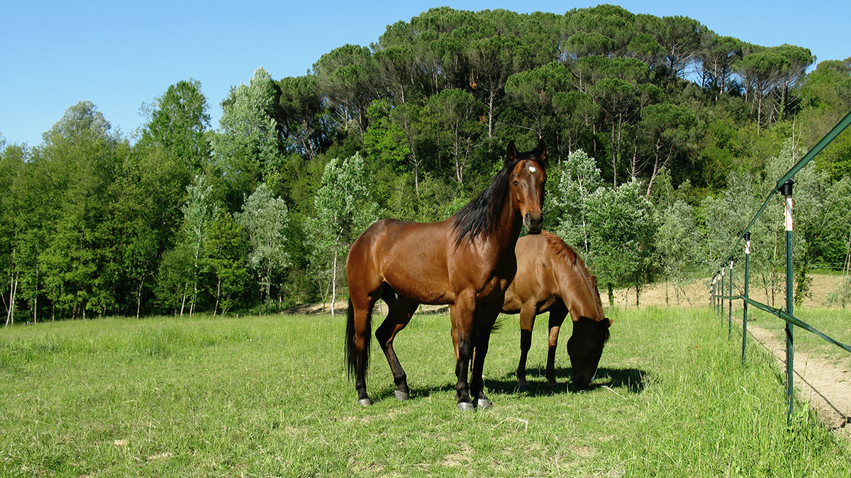 Horses