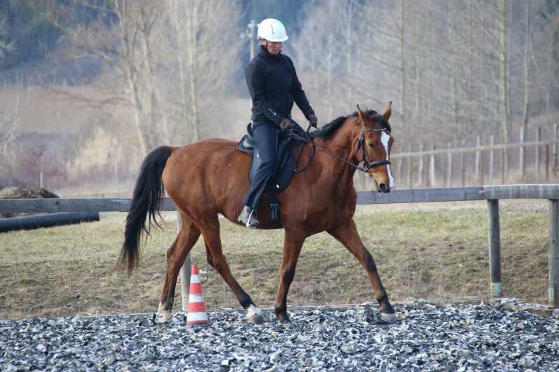 Horses at Casetta Firenze