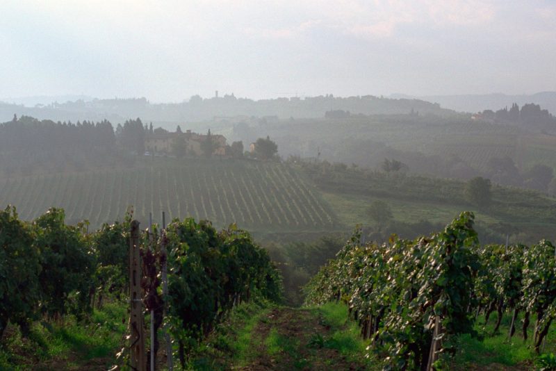 views of the vineyard